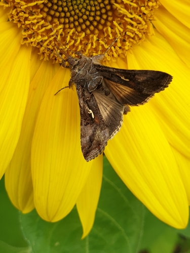 Gaminis žvilgūnas nuotrauka