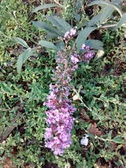 Buddleja davidii