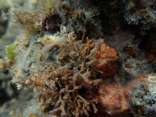 Actinotrichia observed 2025-05-04