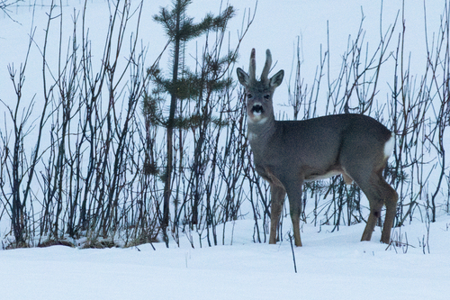 Western Roe Deer (Capreolus capreolus)