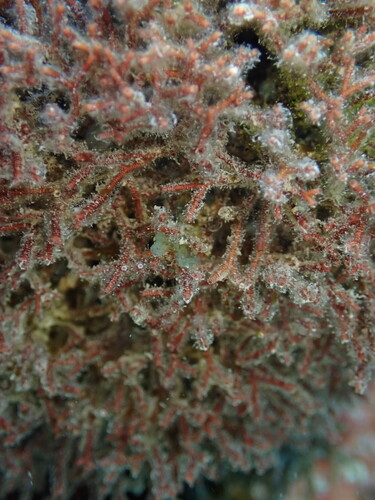 Actinotrichia observed 2025-05-04