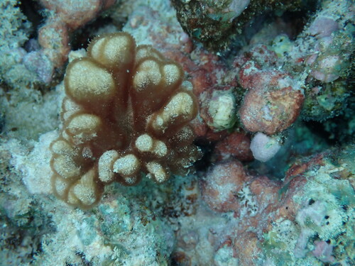 Gibsmithia observed 2025-05-04