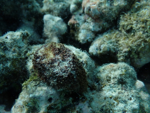 Symploca hydnoides, 2025-05-04