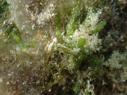 Caulerpa webbiana observed 2025-05-04
