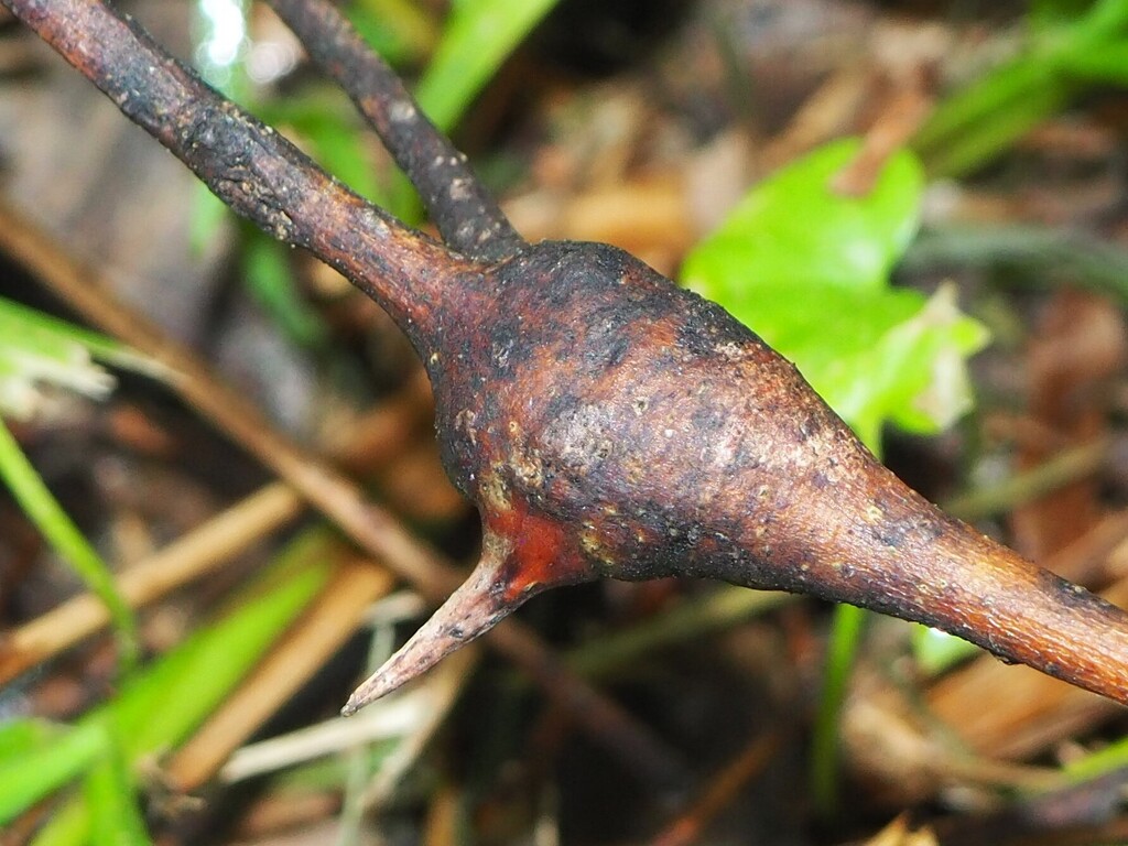 Maskellia nigra