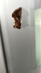 Chrysodeixis chalcites