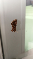 Chrysodeixis chalcites