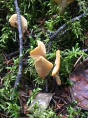 Spathulariopsis velutipes