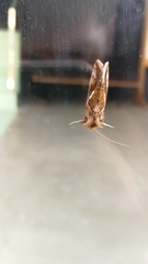 Chrysodeixis chalcites