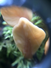 Spathulariopsis velutipes