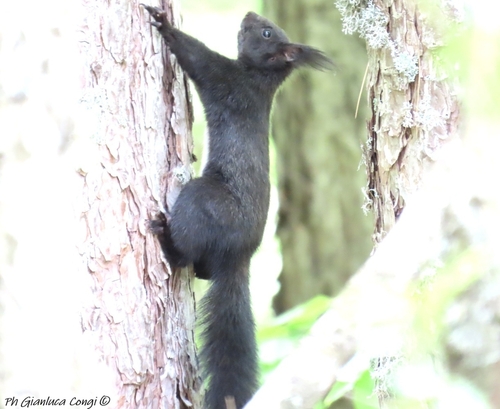 Calabrian Black Squirrel, San Giovanni, photo 6 of 10