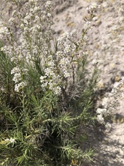Lepidium subulatum, photograph (c) Cenaida, some rights reserved (CC BY)