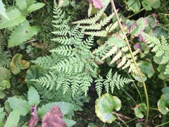 Cystopteris montana
