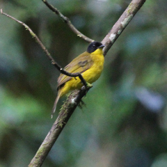 Rubigula melanicterus