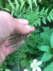 Cystopteris montana