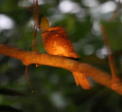 Batrachostomus moniliger