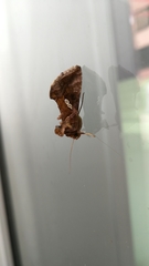 Chrysodeixis chalcites