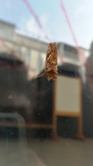 Chrysodeixis chalcites