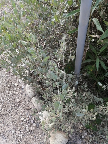 Atriplex rusbyi, photograph 5