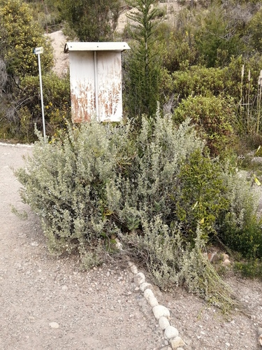 Atriplex rusbyi, photograph 4