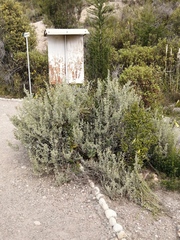 Atriplex rusbyi, photograph (c) René Alejandro Moscoso Miranda, some rights reserved (CC BY-SA)