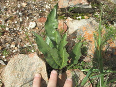 Pelargonium longiflorum