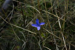 Gentianopsis ciliata ciliata