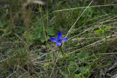 Gentianopsis ciliata ciliata