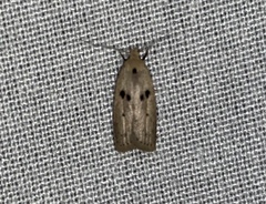 Scythropiodes issikii