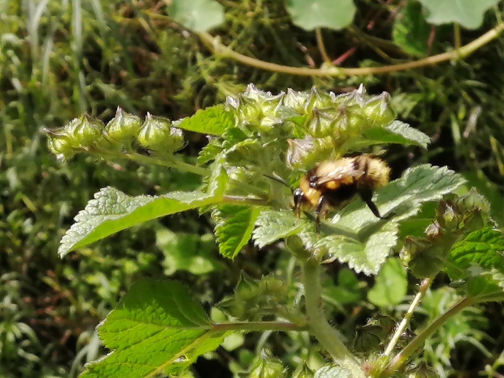 Tucuman Bumble Bee
