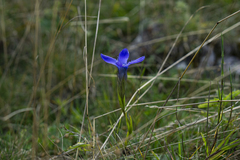 Gentianopsis ciliata ciliata