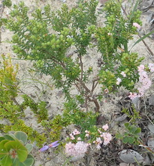 Agathosma serpyllacea