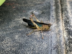Eschatoceras