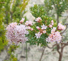 Agathosma serpyllacea