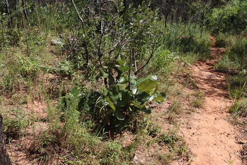 Image of Uapaca kirkiana by (c) Tony Rebelo, some rights reserved (CC BY-SA)