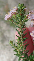 Agathosma serpyllacea