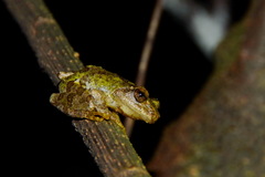 Kurixalus eiffingeri