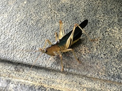 Eschatoceras