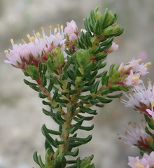 Agathosma serpyllacea