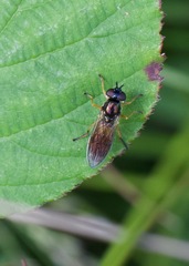 Pyrophaena granditarsis