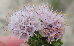 Agathosma serpyllacea