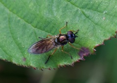 Pyrophaena granditarsis