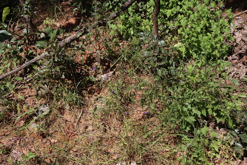 Image of Crassocephalum rubens by (c) Tony Rebelo, some rights reserved (CC BY-SA)