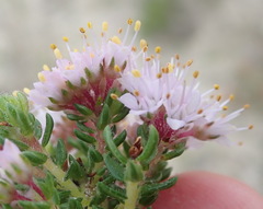 Agathosma serpyllacea