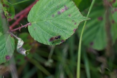 Pyrophaena granditarsis