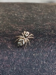 Salticus scenicus