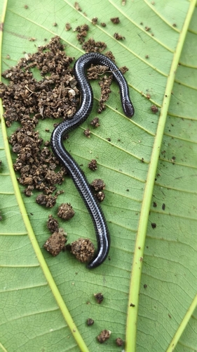 Caqueta Blind Snake