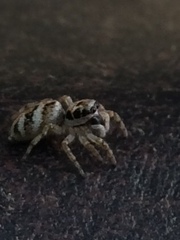 Salticus scenicus