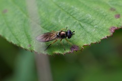 Pyrophaena granditarsis