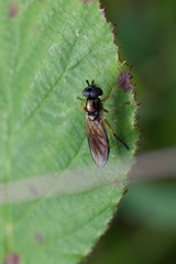 Pyrophaena granditarsis